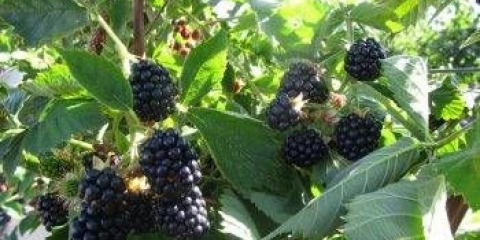 Kako se brinuti za kupine